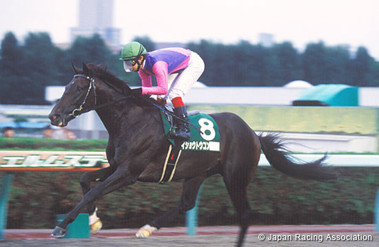 Elm Stakes