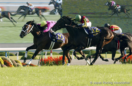 Kikuka Sho (Japanese St. Leger)