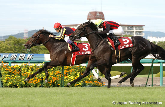 Kobe Shimbun Hai (Japanese St. Leger Trial) (G2)