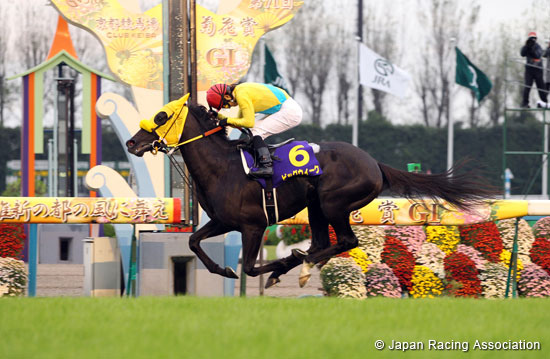 Kikuka Sho (Japanese St. Leger) (G1)