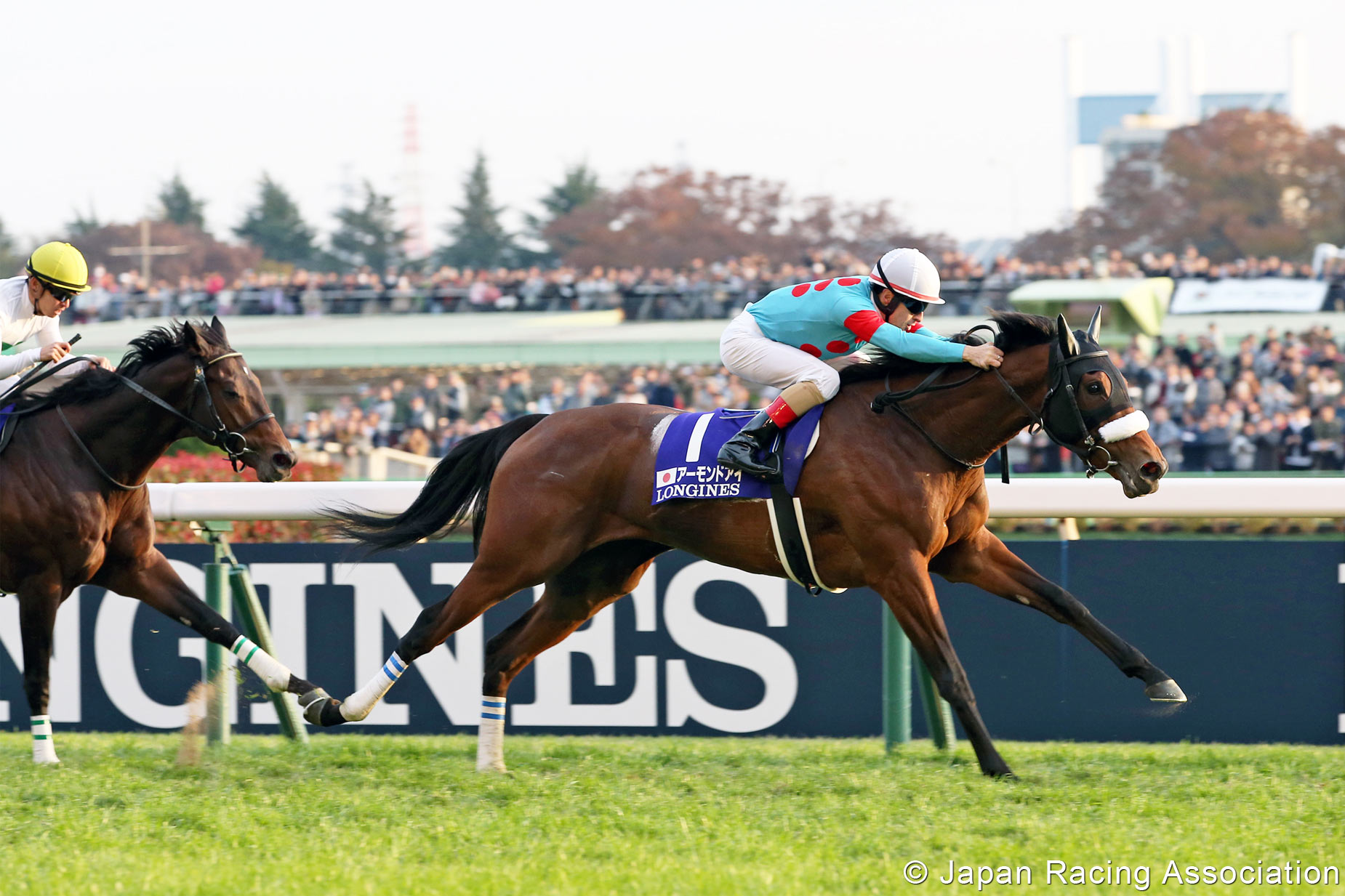News Results Japan Cup Horse Racing In Japan