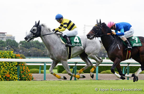Hanshin Jump Stakes (J-G3)