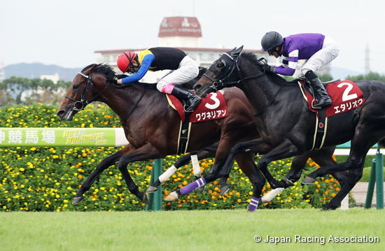 Kobe Shimbun Hai (Japanese St. Leger Trial) (G2)