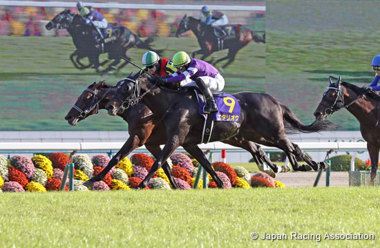 Kikuka Sho (Japanese St. Leger) (G1)