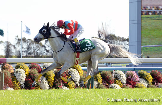 Kyoto Jump Stakes (J-G3)