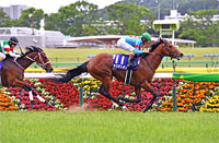 NHK Mile Cup (G1)