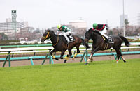 Pegasus Jump Stakes