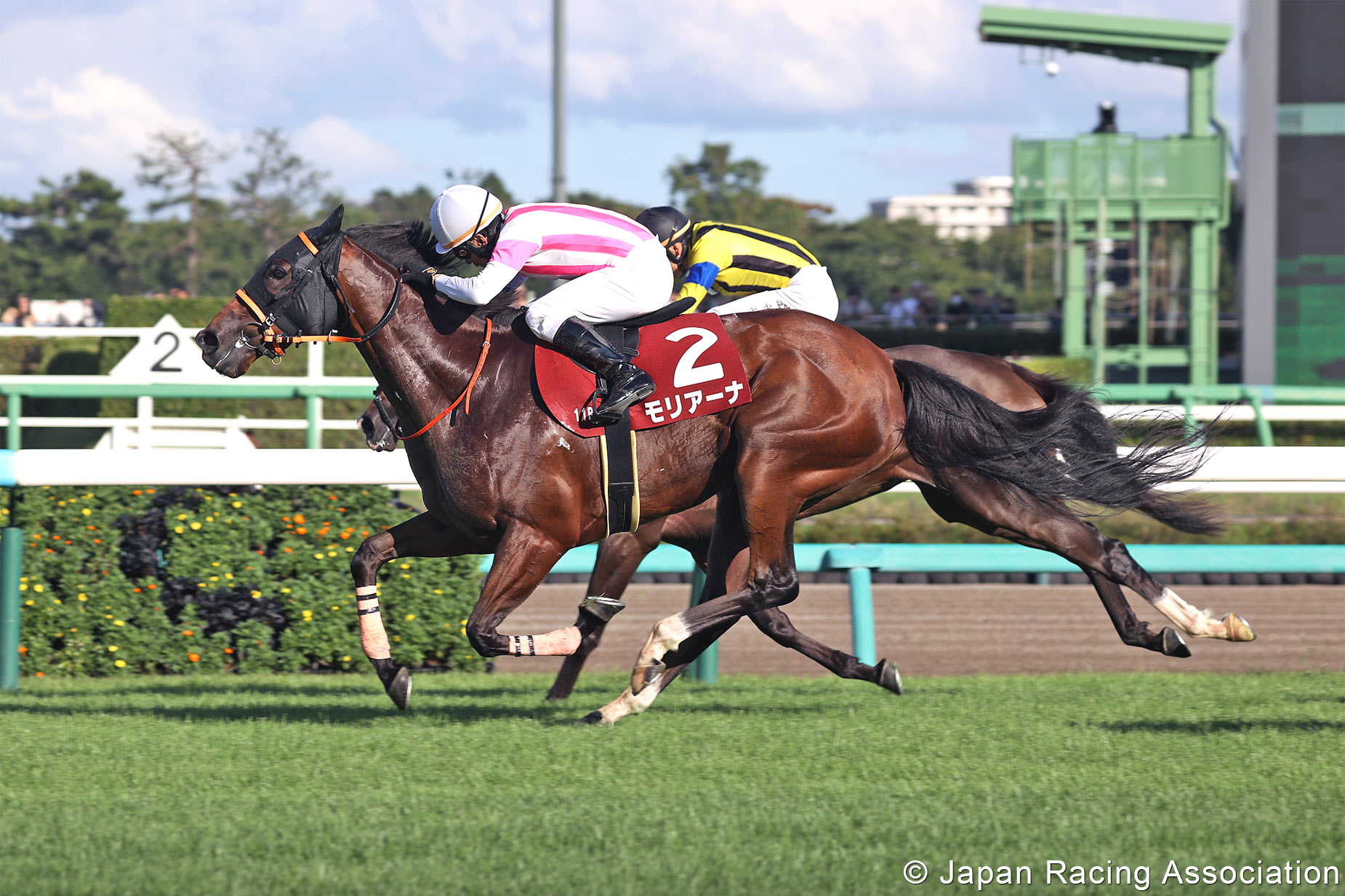 Horse Racing In Japan