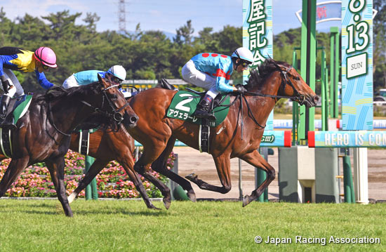 Sekiya Kinen (G3)