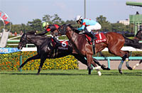 Shion Stakes (Shuka Sho Trial) (G2)