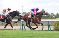 Kobe Shimbun Hai (Japanese St. Leger Trial) (G2)