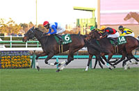 Turquoise Stakes (G3)