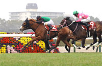 Tulip Sho (Japanese 1000 Guineas Trial) (G2)