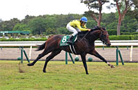 Niigata Daishoten (G3)