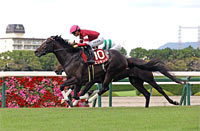Kobe Shimbun Hai (Japanese St. Leger Trial) (G2)
