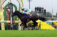 Kikuka Sho (Japanese St. Leger) (G1)