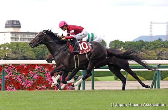 Kobe Shimbun Hai (Japanese St. Leger Trial) (G2)