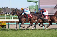 Hochi Hai Yayoi Sho Deep Impact Kinen (Japanese 2000 Guineas Trial) (G2)