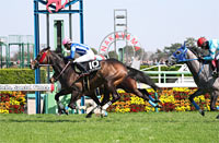 Pegasus Jump Stakes
