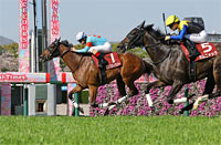 Sankei Sports Hai Hanshin Himba Stakes (G2)