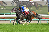 New Zealand Trophy (NHK Mile Cup Trial) (G2)