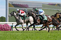 Aoi Stakes (G3)