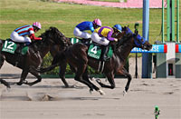 Leopard Stakes (G3)