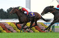 Kikuka Sho (Japanese St. Leger) (G1)