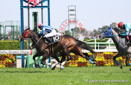 Pegasus Jump Stakes