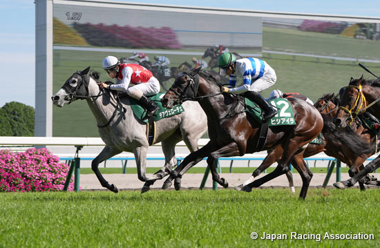 Aoi Stakes (G3)