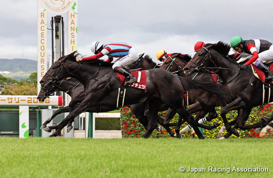 Kobe Shimbun Hai (Japanese St. Leger Trial) (G2)