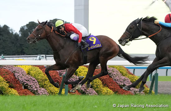 Kikuka Sho (Japanese St. Leger) (G1)