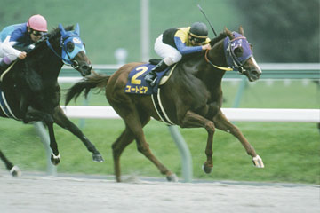 Flat Race (Day)