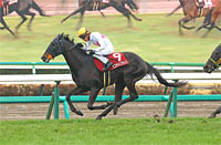 Spring Stakes (Japanese 2000 Guineas Trial) (G2)