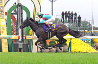 Kikuka Sho (Japanese St. Leger) (G1)