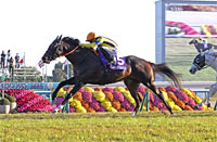 Mile Championship (G1)