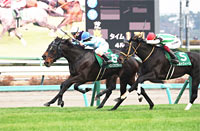 Turquoise Stakes (G3)