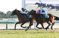 Nikkan Sports Sho Shinzan Kinen (G3)